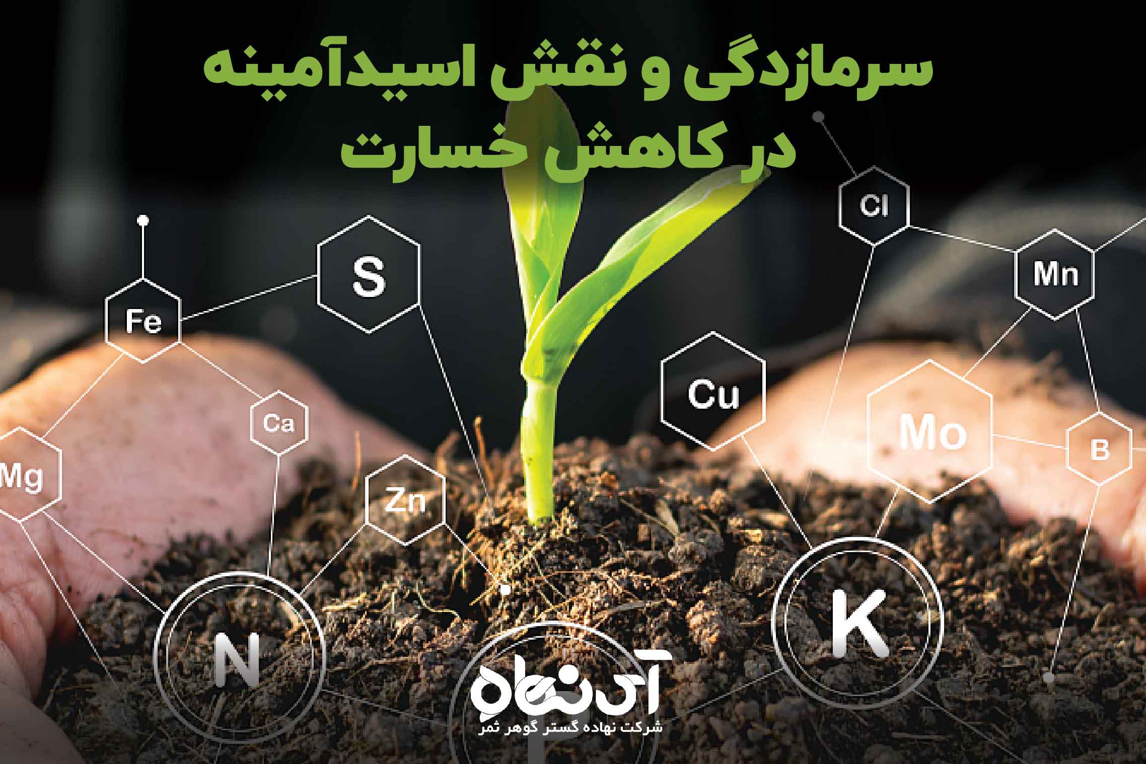 سرمازدگی و نقش اسیدآمینه در کاهش خسارت